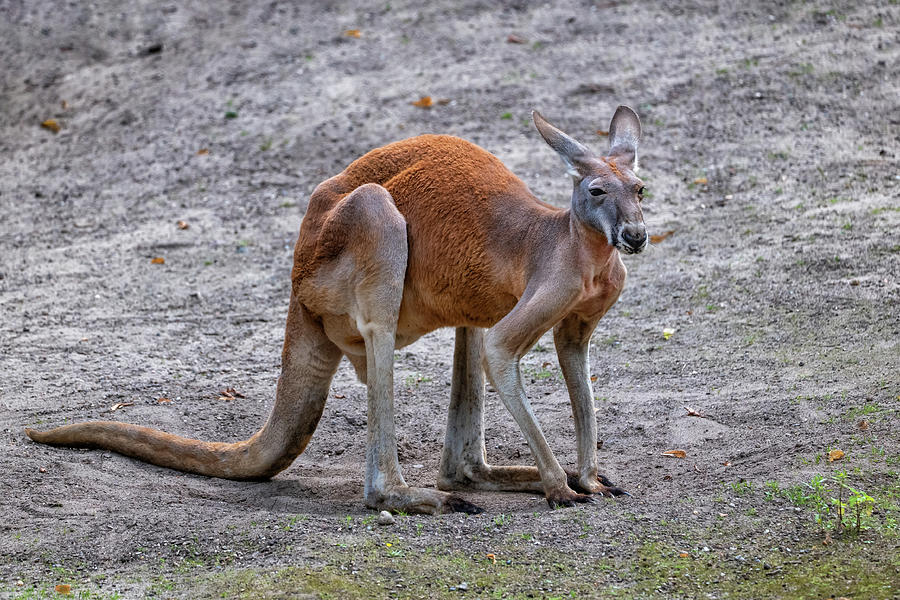 The Red Kangaroo Photograph by Artur Bogacki