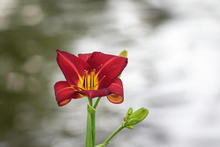 The Red Lily 2022 Photograph by Thomas Young