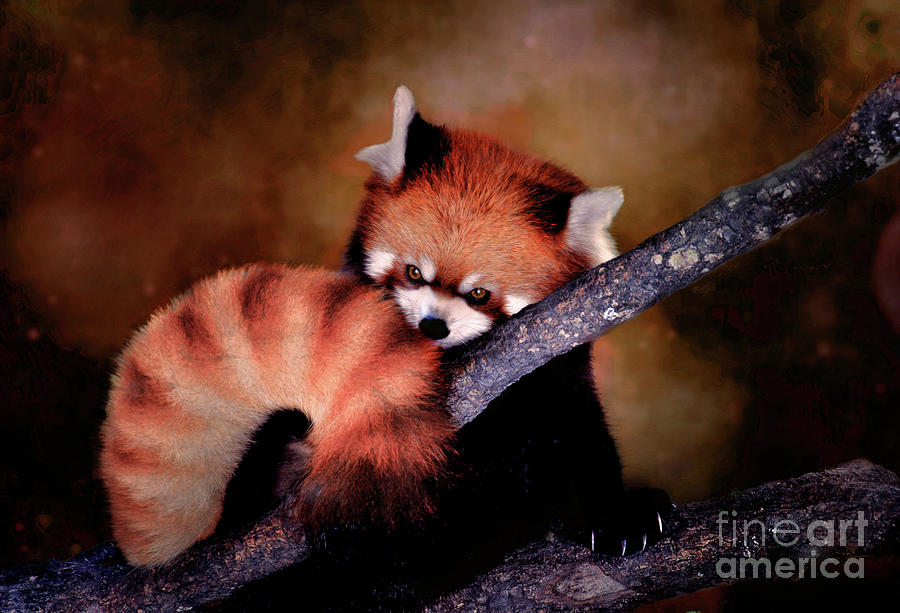 The Red Panda Digital Art By Savannah Gibbs Fine Art America 6008