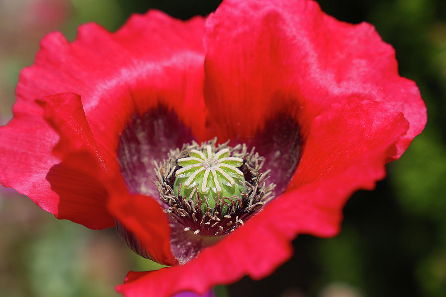 The Red Papaver Photograph by Marcus Jones