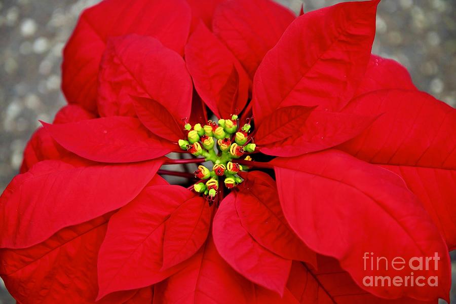 The Red Pointsettia  Photograph by Jeannie Rhode