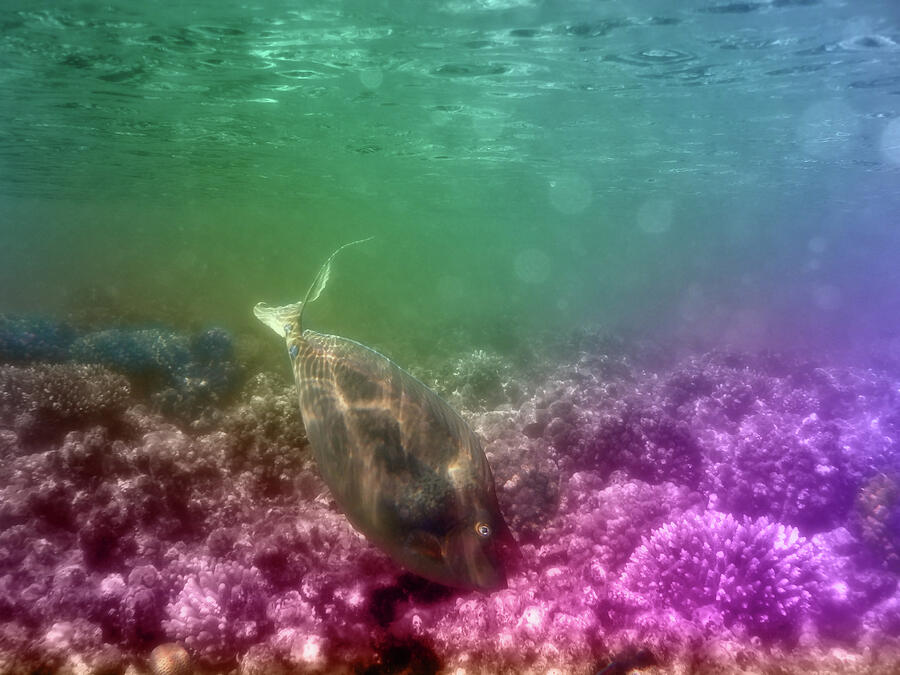 The Red Sea Bluespine Unicornfish Photograph by Johanna Hurmerinta