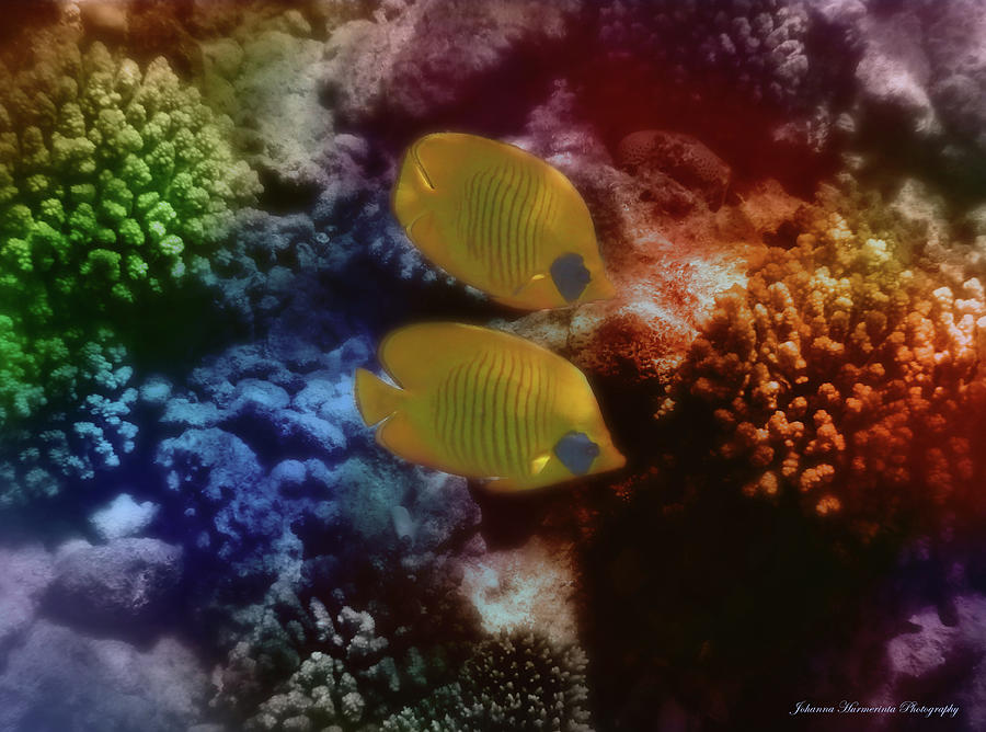The Red Sea Masked Butterflyfish Couple Colorfully Photograph by Johanna Hurmerinta