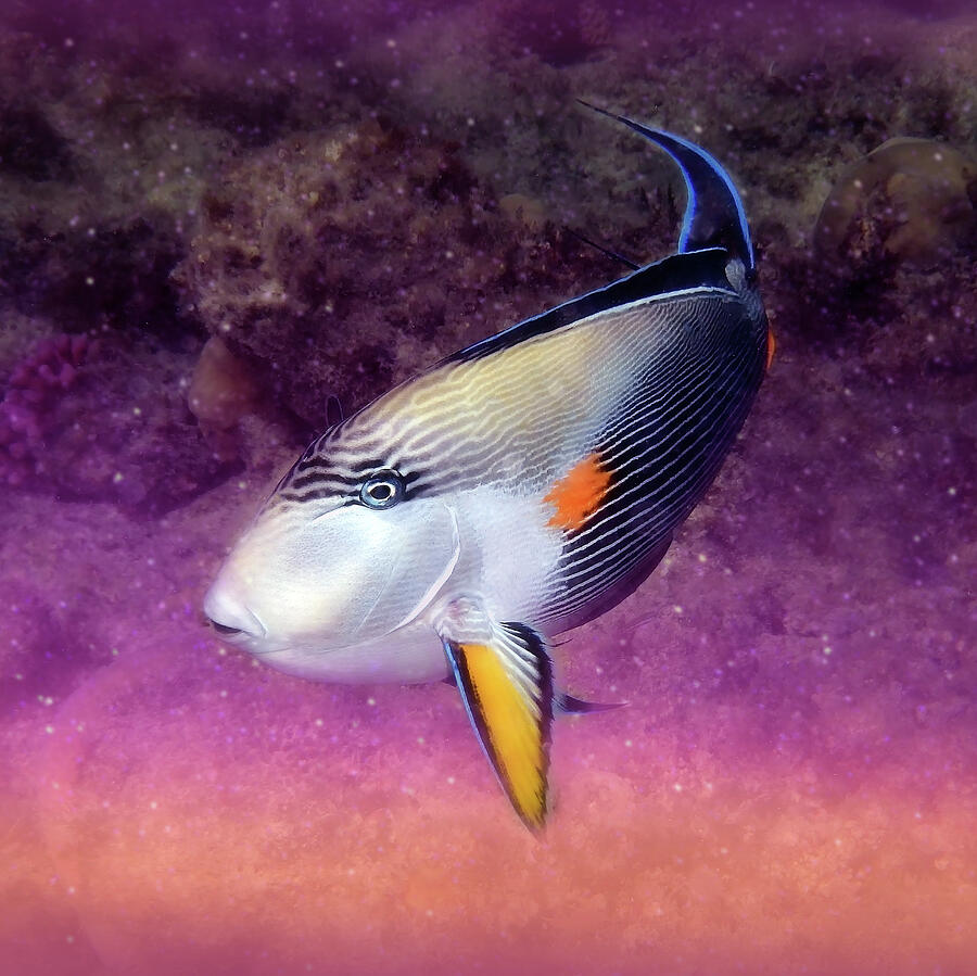 The Red Sea Sohal Surgeonfish Closeup Mixed Media by Johanna Hurmerinta