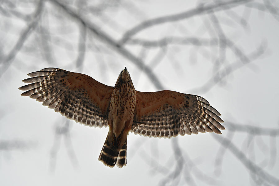 The Red-shouldered Hawk in-flight Photograph by Asbed Iskedjian
