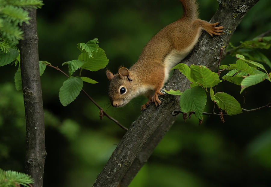 The Red Squirrel Photograph