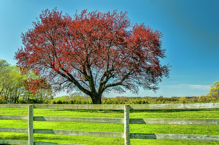 The Red Tree Photograph by Cathy Kovarik