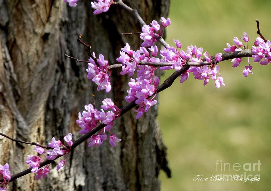 Spring Photograph - The Redbud by Teena Bowers