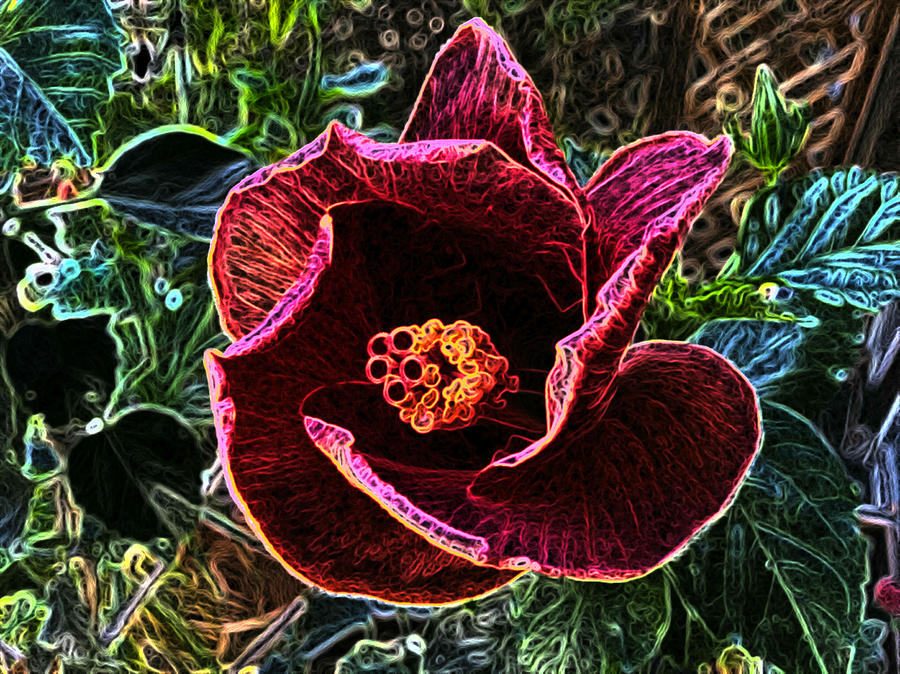The reddish flower Photograph by Steven Wills