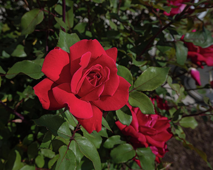 The Reddish Rose Photograph by Kathy Baccari