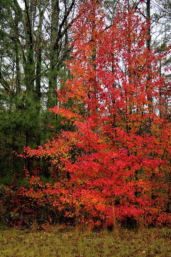 The Reds and Oranges of Fall Photograph by Kathy Clark