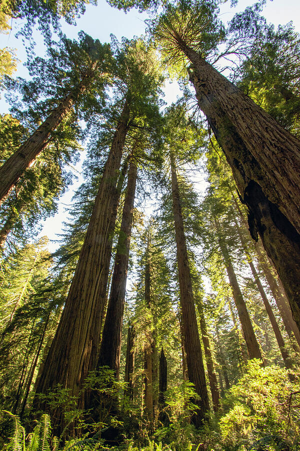 The Redwood Forest 3 Photograph by Eleanor Bortnick - Fine Art America