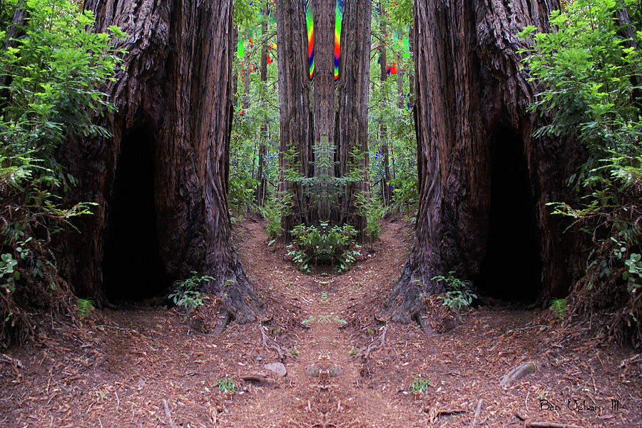 The Redwood Forest of Dreams Photograph by Ben Upham III