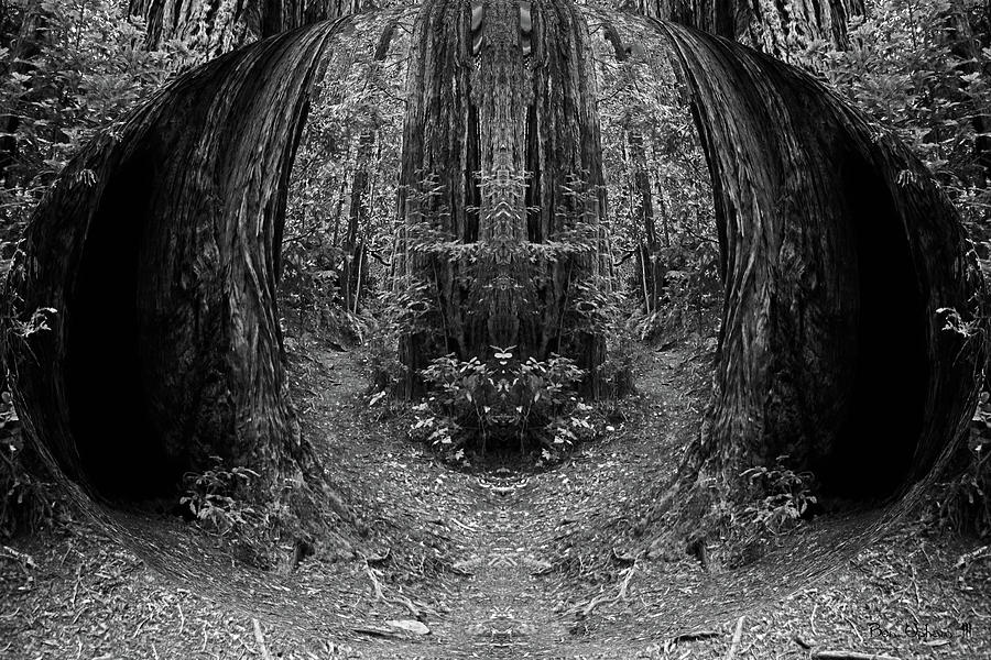 The Redwood Forest of Dreams Spherical Black and White Photograph by Ben Upham III