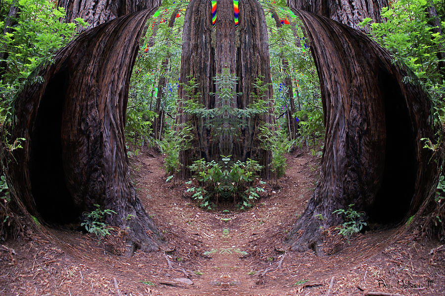 The Redwood Forest of Dreams Spherical Entrance Photograph by Ben Upham III