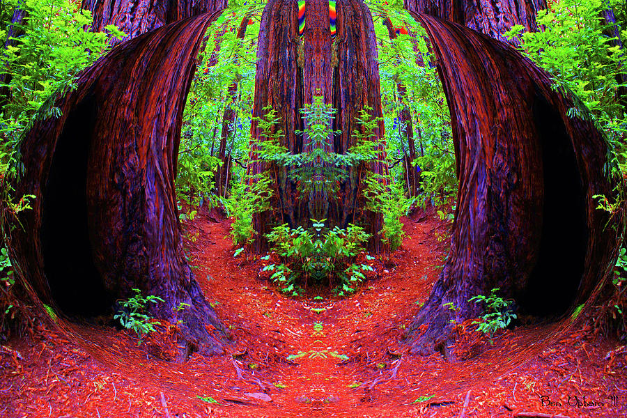 The Redwood Forest of Dreams Spherical Entrance with Saturated Colors Photograph by Ben Upham III