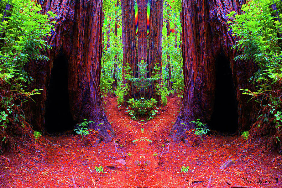 The Redwood Forest of Dreams with Saturated Colors Photograph by Ben Upham III