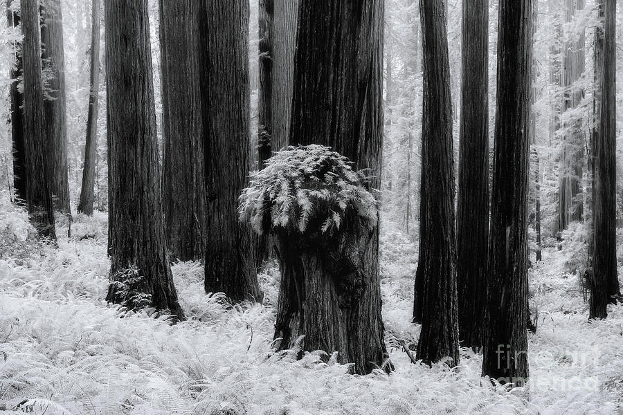 The Redwoods Photograph by Masako Metz