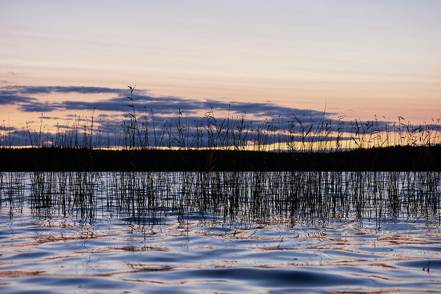 The Reeds of the lake 2 Photograph by Jouko Lehto
