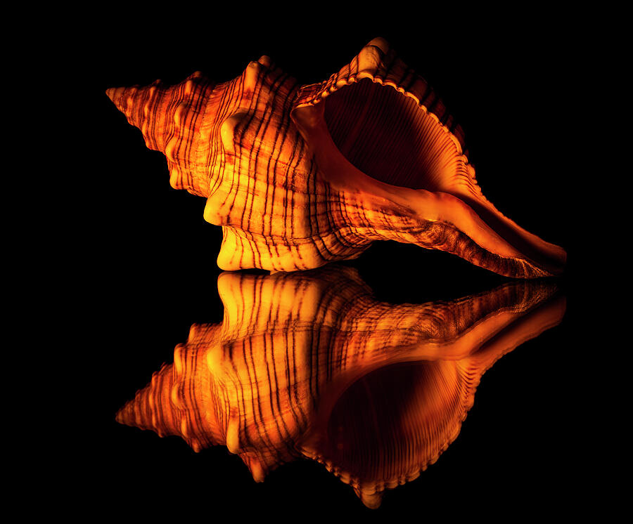 Pattern Photograph - The Reflective Shell by Christopher Johnson