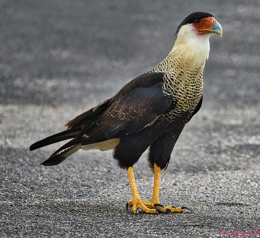 The Regal Crested Caracara Photograph by Rene Vasquez