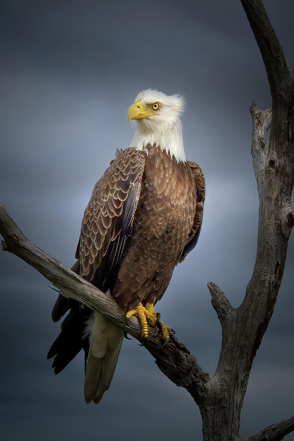 The Regal Eagle Photograph by Mark Andrew Thomas