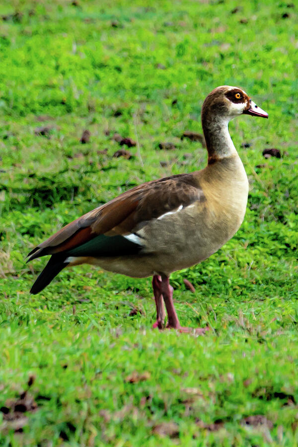  Yellow eye of the Regal Egyptian Goose Photograph by Leslie Struxness