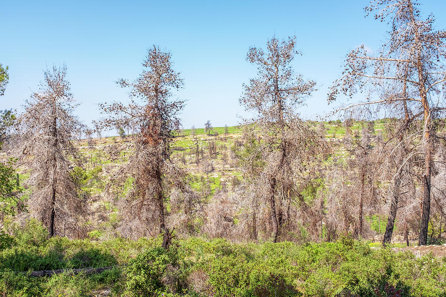 The regenerating forest in Nahal Yitla View Trail Photograph by Dubi Roman