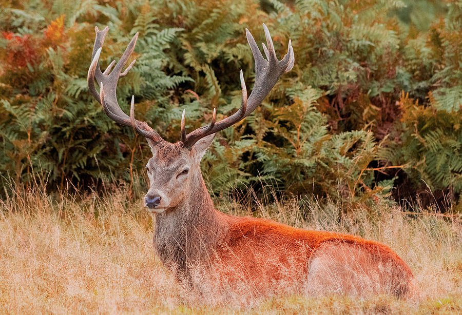 The Regents Red Deer  Photograph by Angela Carrion Photography