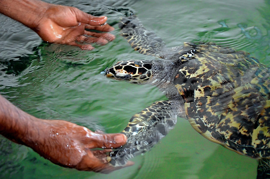 The rescued tortoise holds its flippers with human hands  . Sea Turtles Conservation Research Project in Bentota, Sri Lanka. saving animals, trusting people Photograph by SValeriia