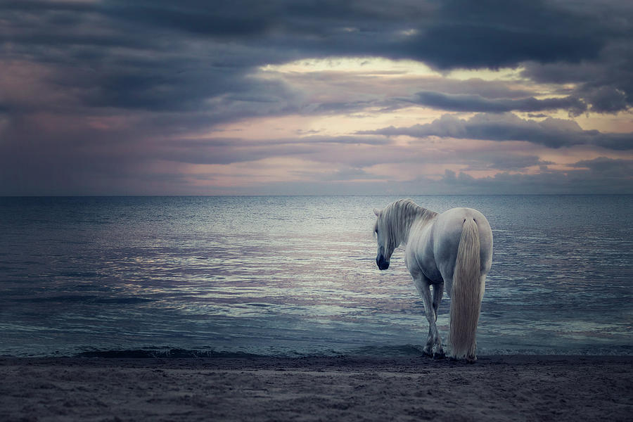 The Return - Horse Art Photograph by Lisa Saint