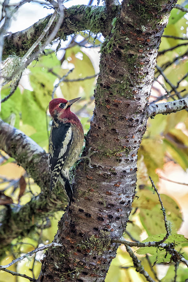 The Return of the Red-Breasted Sapsucker Photograph by Belinda Greb