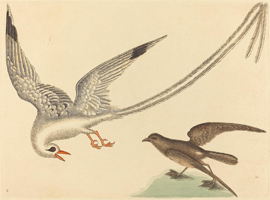 The Rice-bird, Emberiza oryzivora Drawing by Mark Catesby