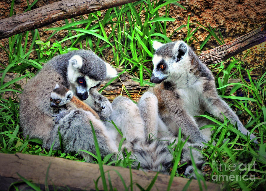 The Lemur Family Photograph