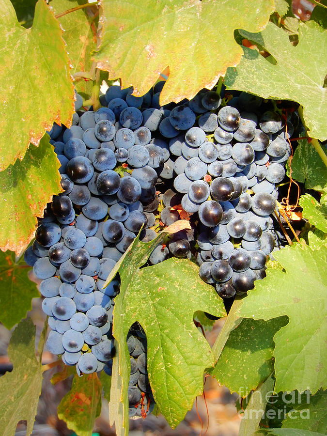 The Ripest Grapes Photograph by Carol Groenen