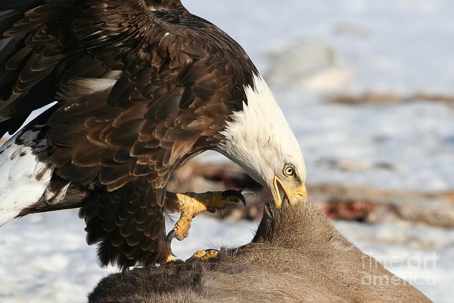 Eagle Photograph - The Ripper by Teresa McGill