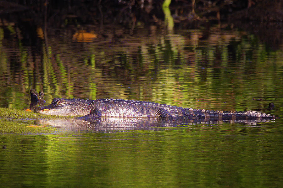 The River Alligator Photograph by Mark Andrew Thomas
