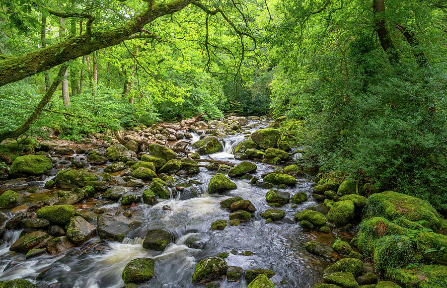 The River Plym Photograph by Roy Pedersen