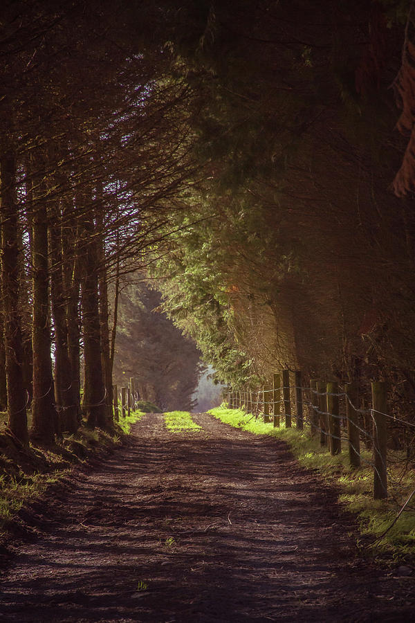 The Road Ahead Photograph by Mark Callanan