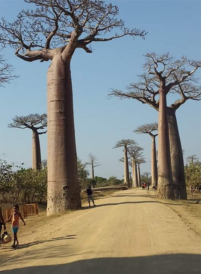 The Road in Baobab Alley in Madagascar KN25 Digital Art by Art Inspirity