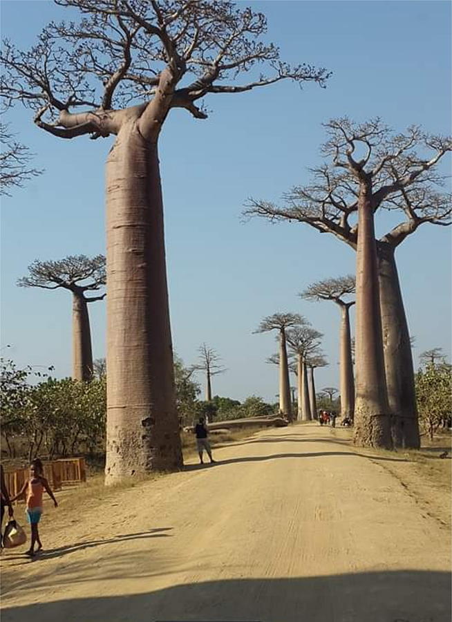 The Road in Baobab Alley in Madagascar KN49 Digital Art by Art Inspirity