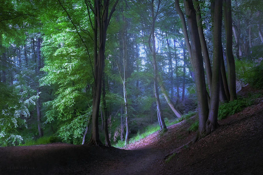 The road through the mystic forest Photograph by Dejan Travica