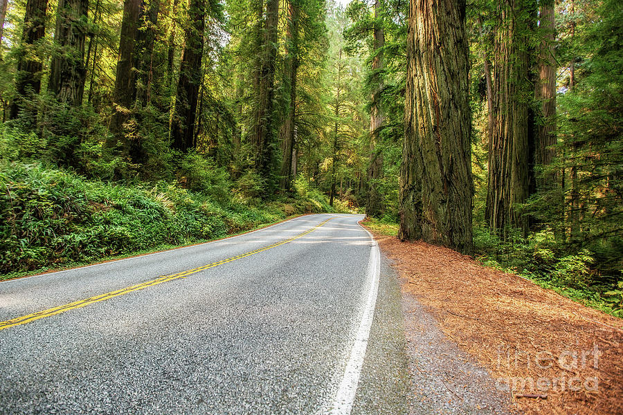 The Road Through the Redwoods Photograph by Scott Pellegrin