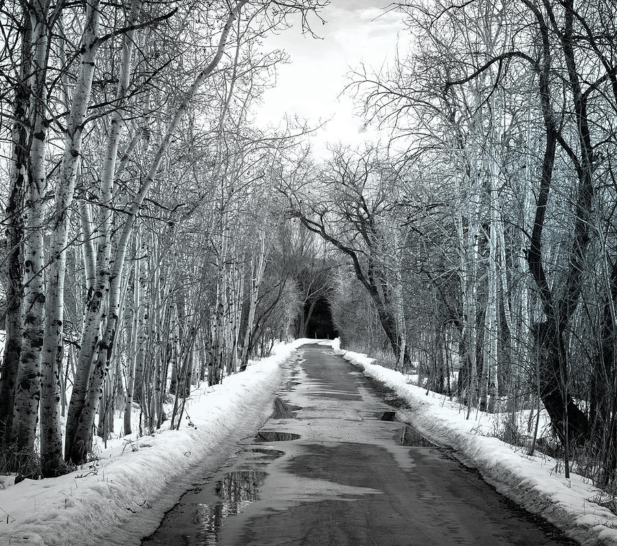 The Road to Winter Photograph by JoAnn Silva