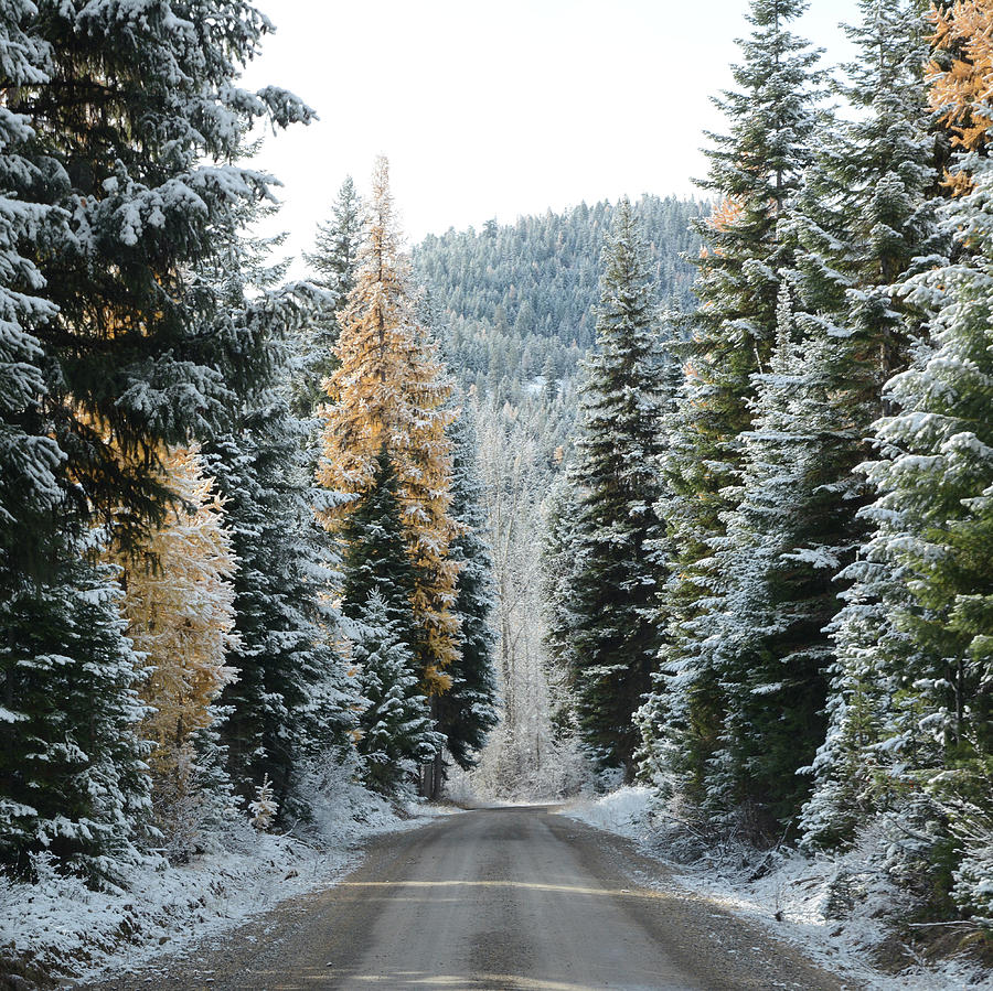 The Road to Winter Photograph by Whispering Peaks Photography