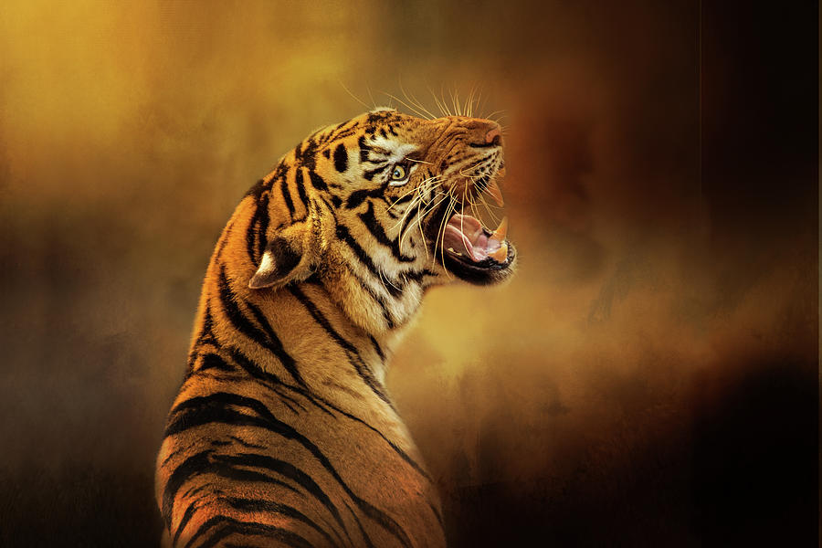 bengal tigers roaring