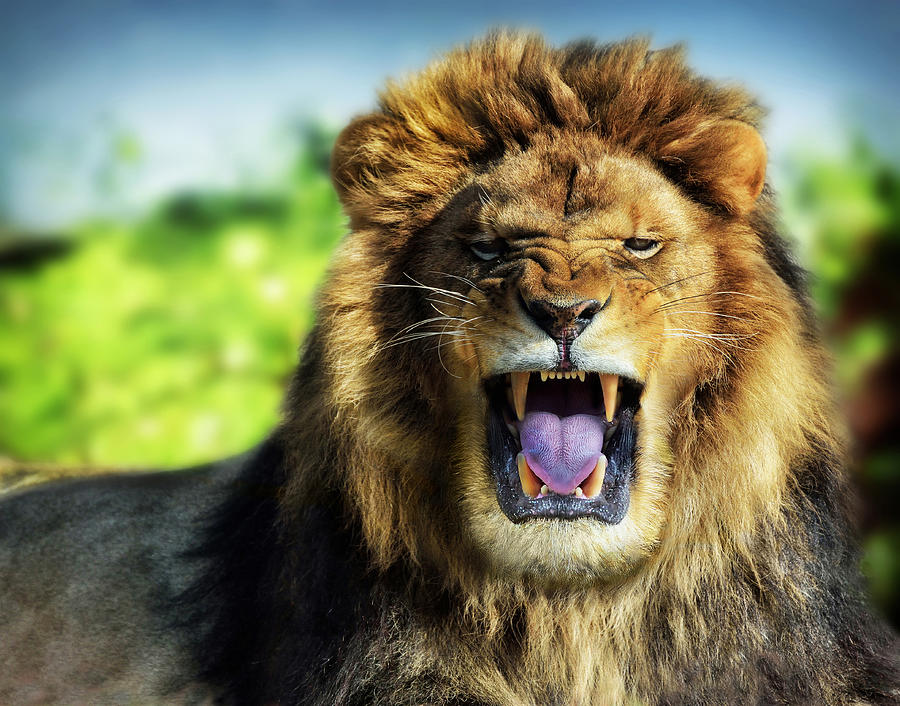 The Roar of the Lion3 - Wildlife photography print2 Photograph by Stephan Grixti