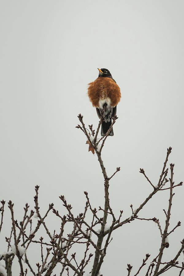 The Robin in the Tree Photograph by Joni Eskridge