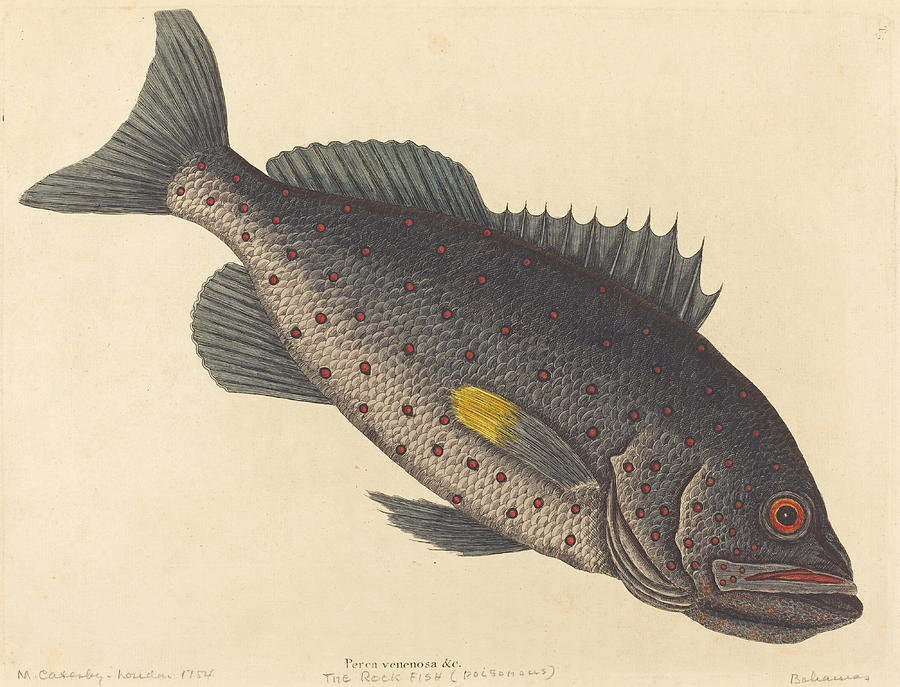 The Rock Fish, Perca venenosa Drawing by Mark Catesby