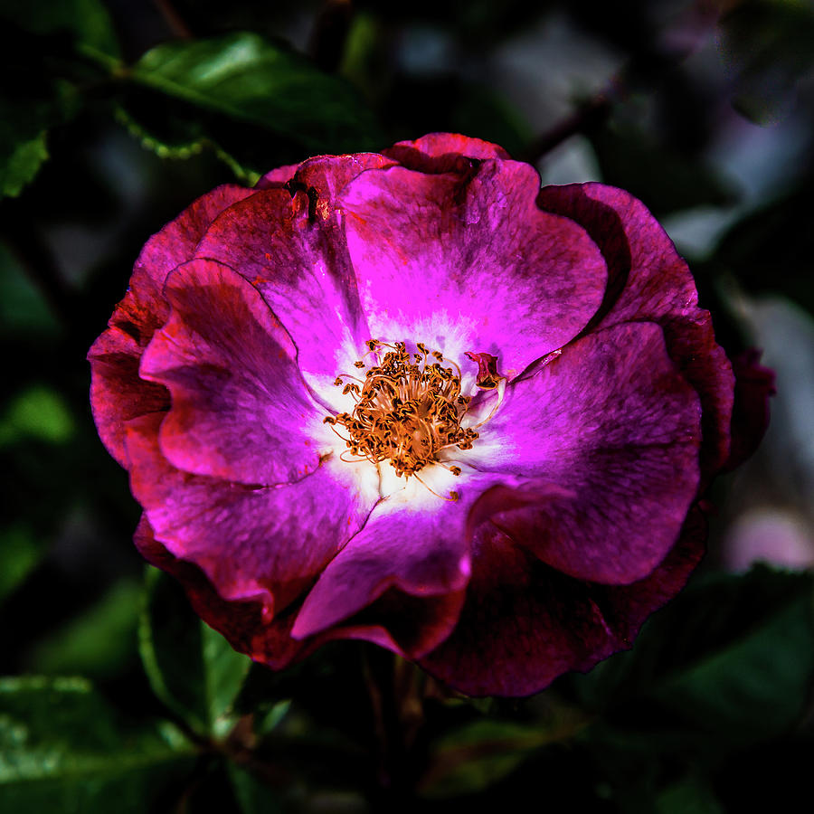 The Rock Rose Photograph by David Patterson